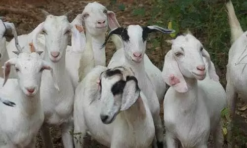 ക​ന്നു​കാ​ലി​ക​ളെ ഇ​റ​ക്കു​മ​തി ചെ​യ്യും