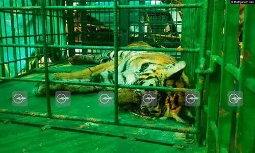 tiger kelakam tiger kelakam