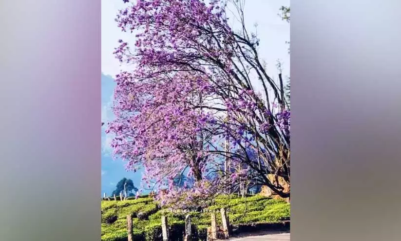 Jacquard flowers Jacquard flowers