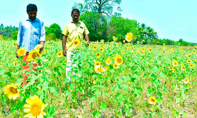 സൂ​ര്യ​കാ​ന്തി