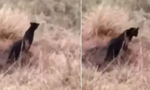 black panther 9878686