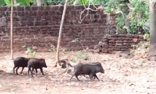 പ​ന്നി​ക്കൂ​ട്ടം