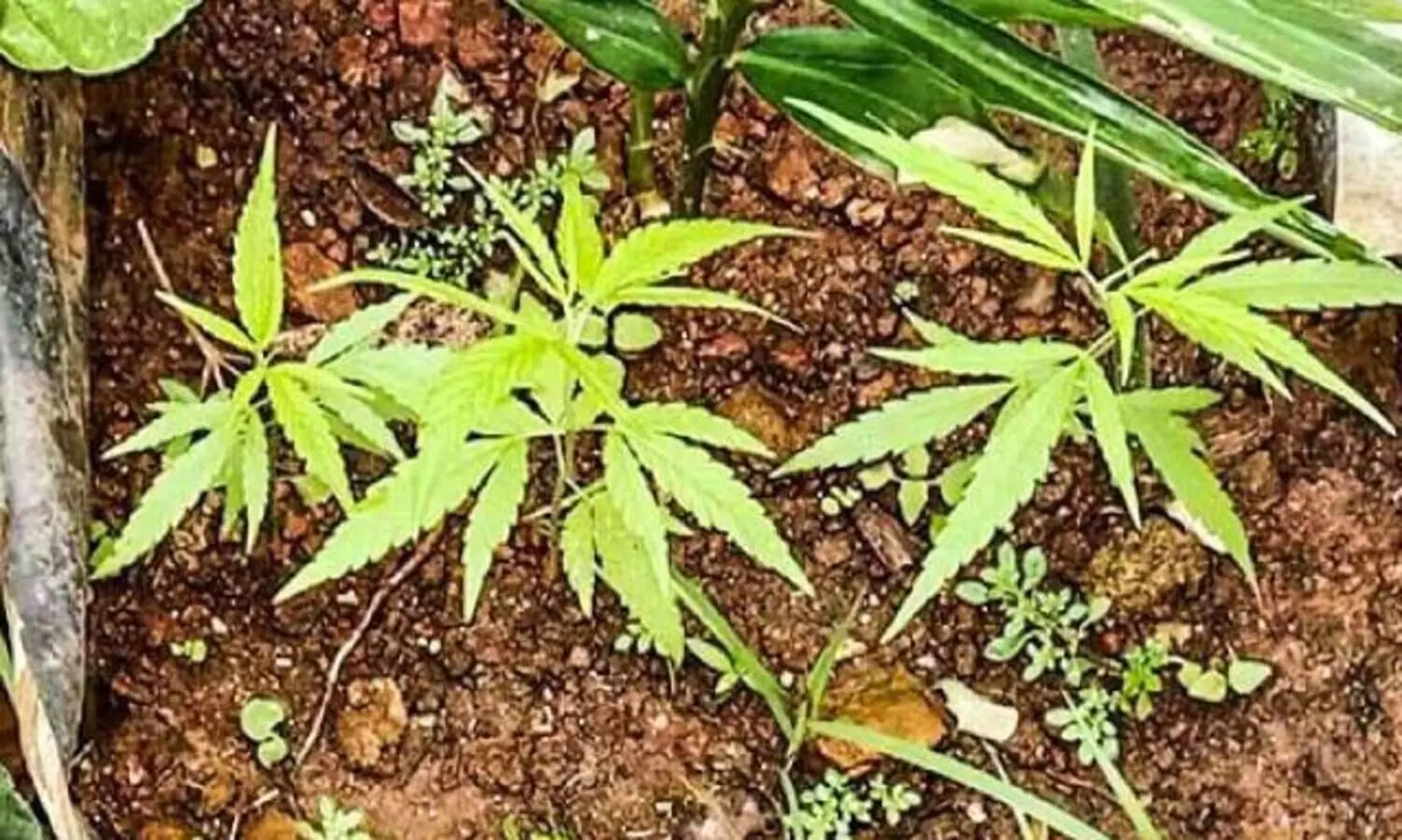 സ്റ്റേഷൻ വളപ്പിൽ ജീവനക്കാരുടെ കഞ്ചാവ് കൃഷി; നടപടിയുമായി വനം വകുപ്പ്​