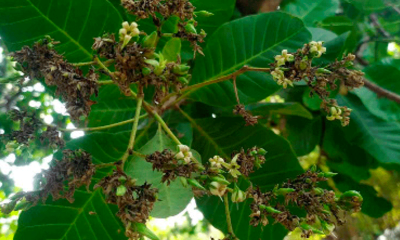 ക​ശു​മാ​വ്