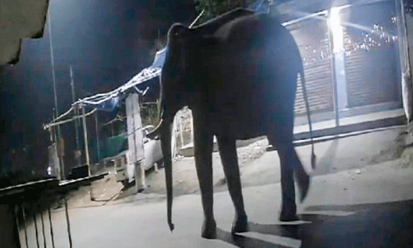 wild elephant wild elephant