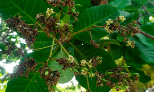 ക​ശു​മാ​വ്