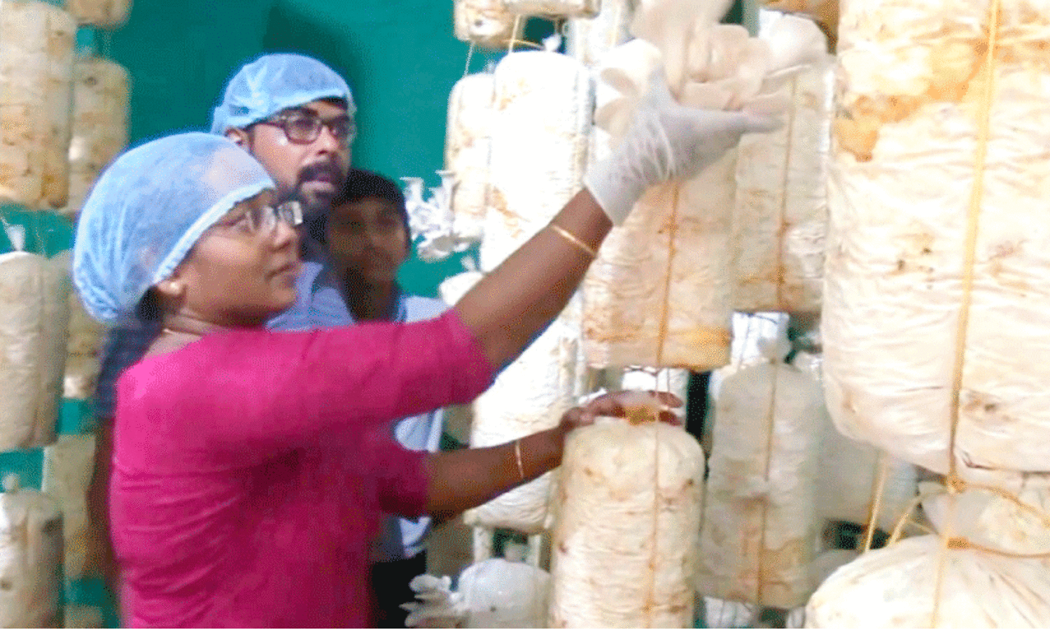 Mushroom cultivation