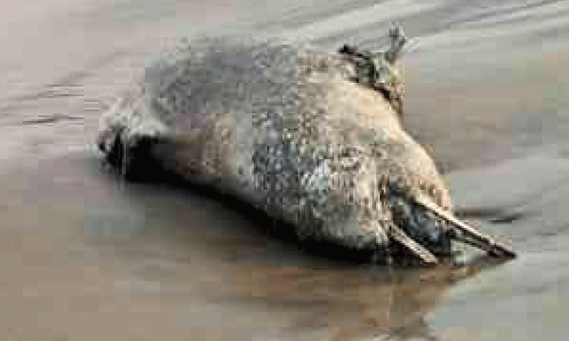 ഡോൾഫിന്റെ ജഡം ഡോൾഫിന്റെ ജഡം