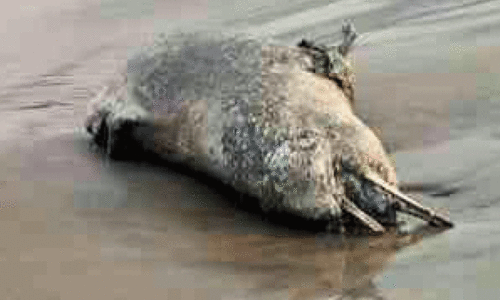 ഡോൾഫിന്റെ ജഡം ഡോൾഫിന്റെ ജഡം