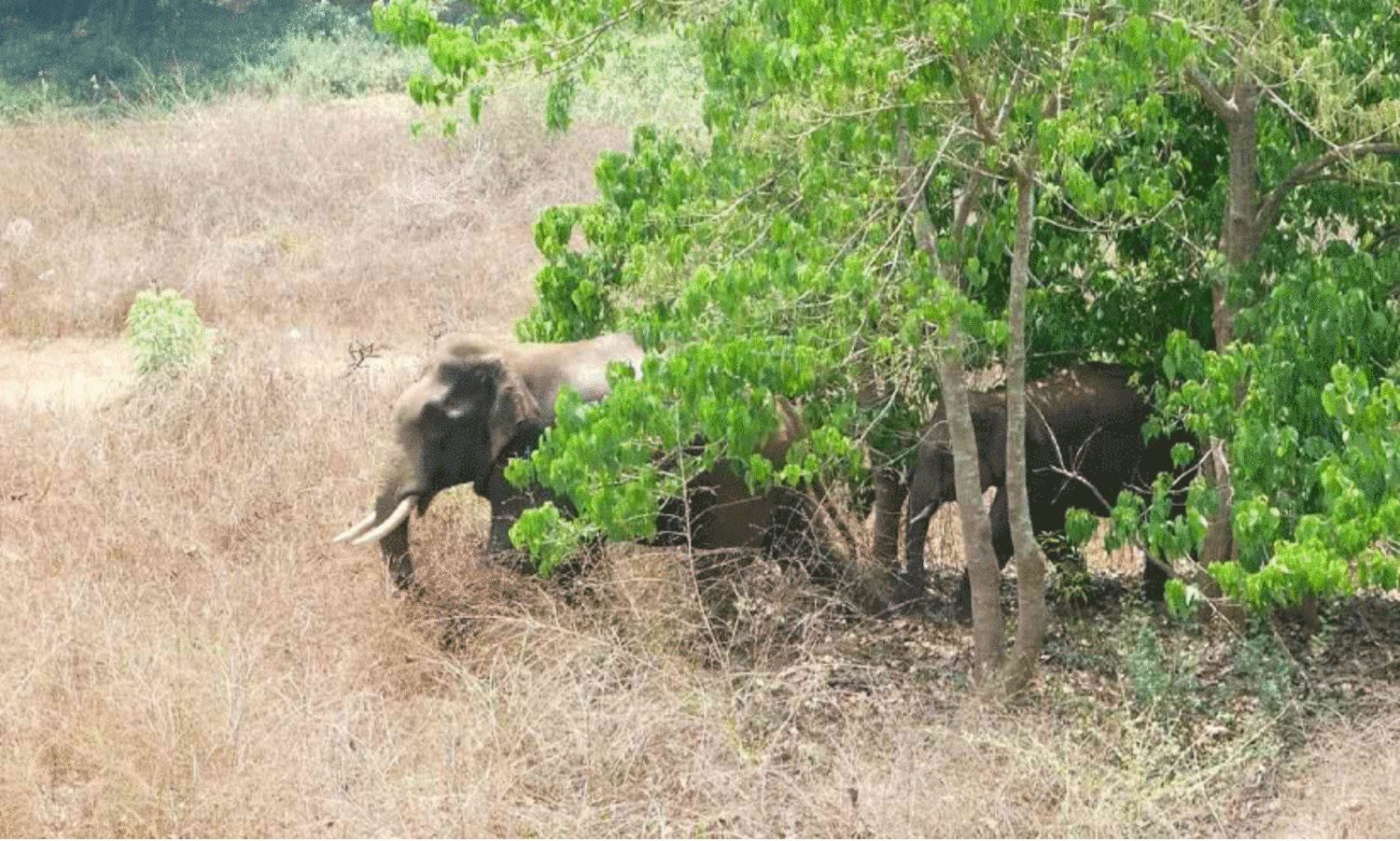 ആറളം പാലത്തിനു സമീപം രണ്ട് കാട്ടാനകൾ; കാട്ടിലേക്ക് തുരത്തി