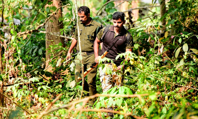 വീ​ണ്ടും കാ​ട്ടു​പ​ന്നി; വെ​ടി​വെ​ക്കാ​നാ​യി​ല്ല