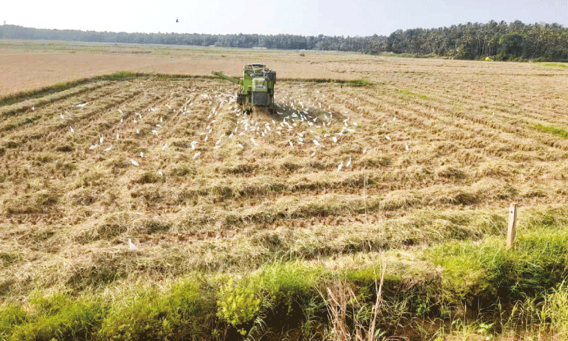 കോൾനിലങ്ങളിൽ ദുരിതക്കൊയ്ത്ത്