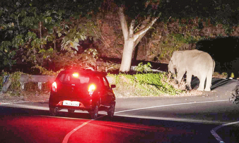 നാടുകാണി ചുരം റോഡിൽ നിലയുറപ്പിച്ച് ആനയും കുഞ്ഞും