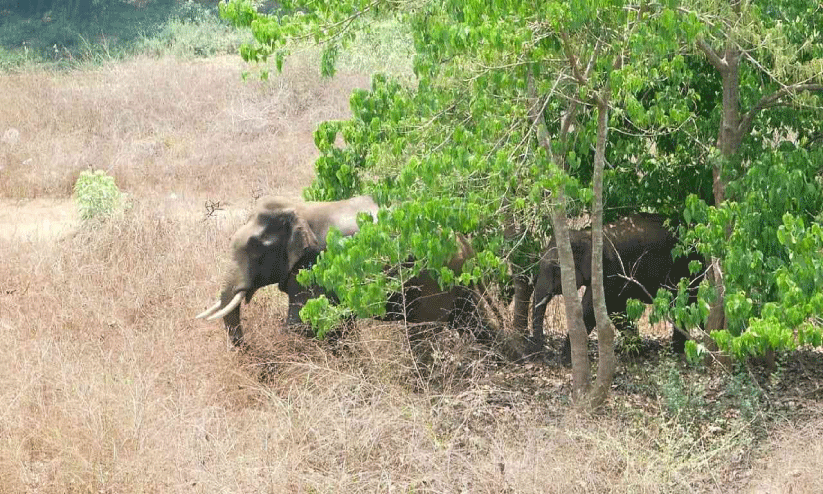 ആറളം പാലത്തിനു സമീപം രണ്ട് കാട്ടാനകൾ; കാട്ടിലേക്ക് തുരത്തി ആറളം പാലത്തിനു സമീപം രണ്ട് കാട്ടാനകൾ; കാട്ടിലേക്ക് തുരത്തി