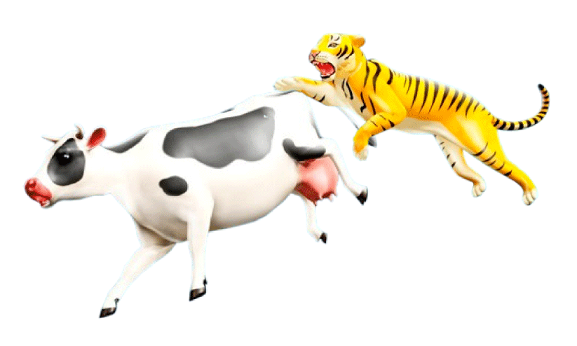 tiger killing cattles