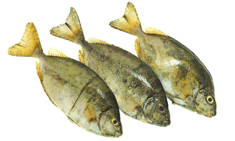 സാഫിയുടെയും ഷേരിയുടെയും സംരക്ഷണം ഉറപ്പുവരുത്തണം