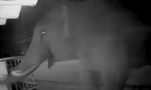 ‘നല്ല ഉറക്കമായിരുന്നു, ഇടിക്കുന്ന ശബ്ദം കേട്ട് ഉണർന്നപ്പോൾ ചക്കക്കൊമ്പൻ ചുമരിടിച്ച് തകർക്കുന്നു’