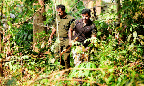 വീ​ണ്ടും കാ​ട്ടു​പ​ന്നി; വെ​ടി​വെ​ക്കാ​നാ​യി​ല്ല