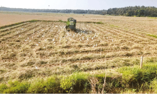 കോൾനിലങ്ങളിൽ ദുരിതക്കൊയ്ത്ത്