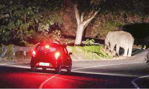 നാടുകാണി ചുരം റോഡിൽ നിലയുറപ്പിച്ച് ആനയും കുഞ്ഞും