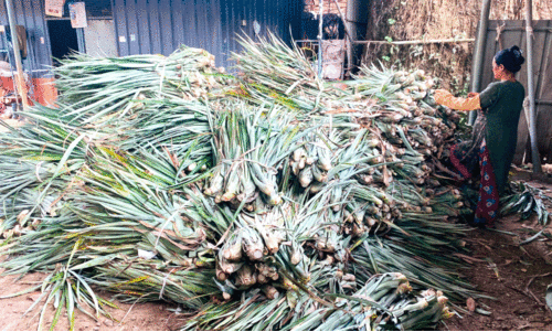 ഏക്കറിന്​ 15,000 രൂപ; പൈനാപ്പിൾ തണ്ടിന്​ വൻ ഡിമാൻഡ്