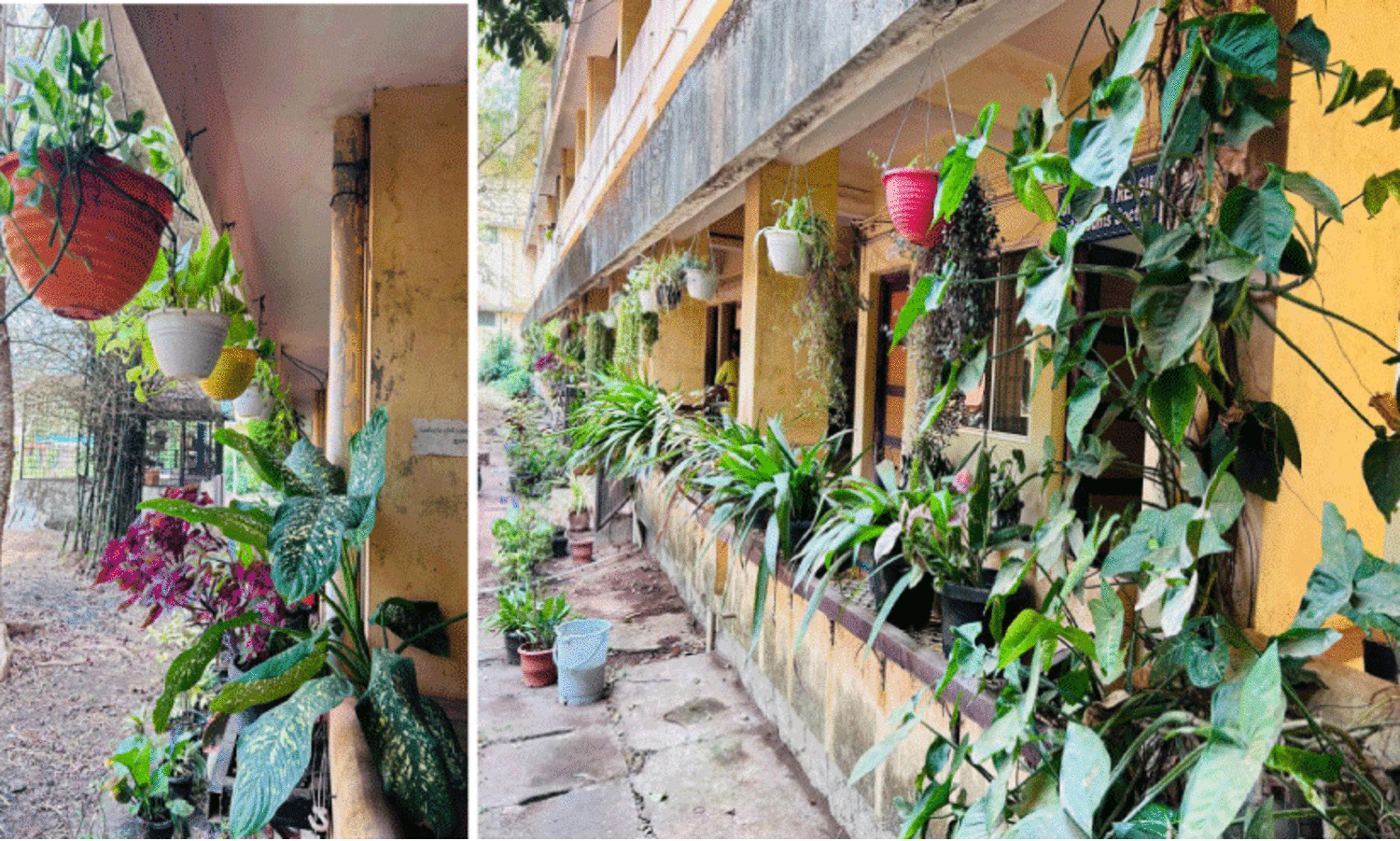 കൊടുംചൂടിൽ ഇവിടെ പൂവസന്തം