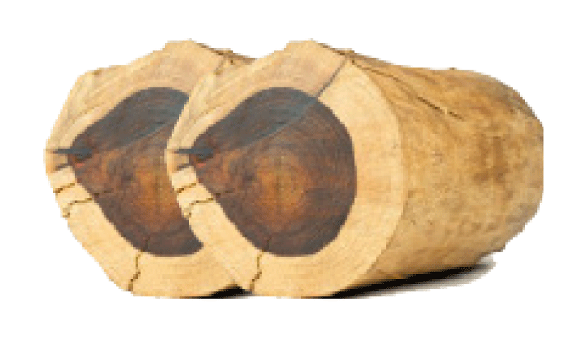 വൈത്തിരി മരം മുറി: പ്രതികളെ പിടികൂടാനായില്ല