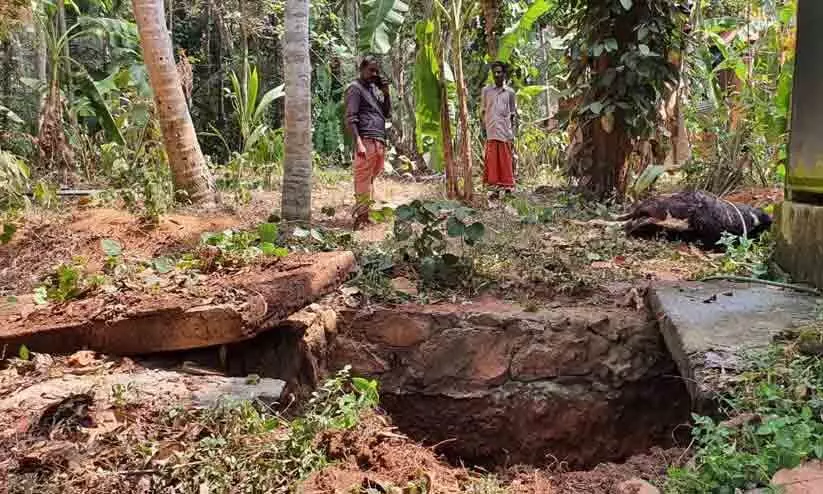 പശുവിനെ കുളിപ്പിക്കുന്നതിനിടെ സ്ലാബ് തകര്ന്ന് ഗൃഹനാഥനും പശുക്കുട്ടിയും മരിച്ചു; ഇല്ലാതായത് ഒരു കുടുംബത്തിന്റെ പ്രതീക്ഷ പശുവിനെ കുളിപ്പിക്കുന്നതിനിടെ സ്ലാബ് തകര്ന്ന് ഗൃഹനാഥനും പശുക്കുട്ടിയും മരിച്ചു; ഇല്ലാതായത് ഒരു കുടുംബത്തിന്റെ പ്രതീക്ഷ