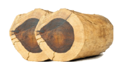 വൈത്തിരി മരം മുറി: പ്രതികളെ പിടികൂടാനായില്ല