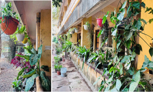 കൊടുംചൂടിൽ ഇവിടെ പൂവസന്തം