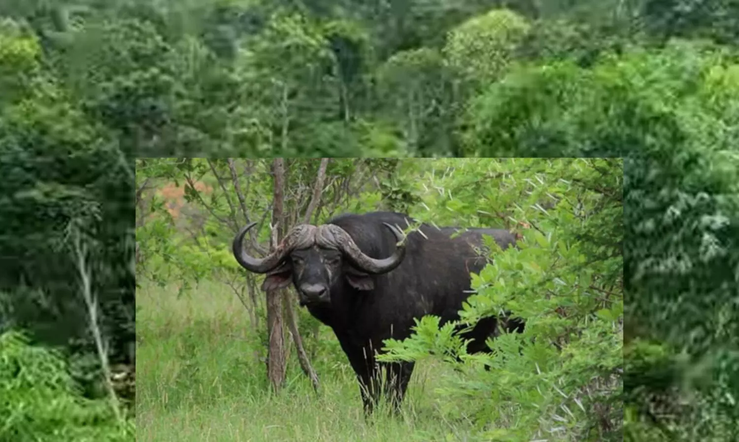 ഇടുക്കി സ്പ്രിങ്‍വാലിയിൽ‌ കാട്ടുപോത്ത് ആക്രമണത്തിൽ ഒരാൾക്ക് പരിക്ക്