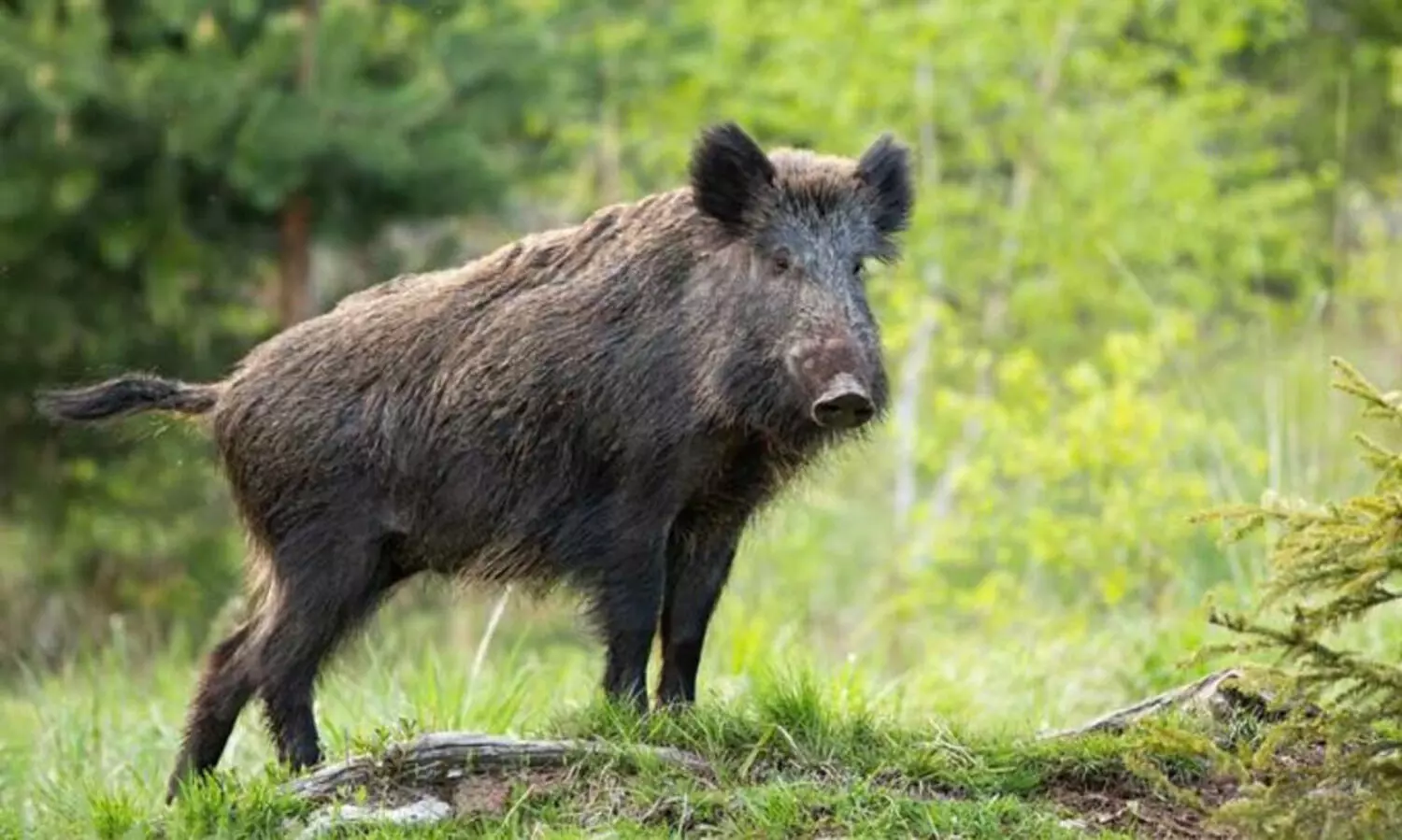 പാലക്കാട്ട് സ്ത്രീയുടെ കാൽ കാട്ടുപന്നി കടിച്ചു മുറിച്ചു