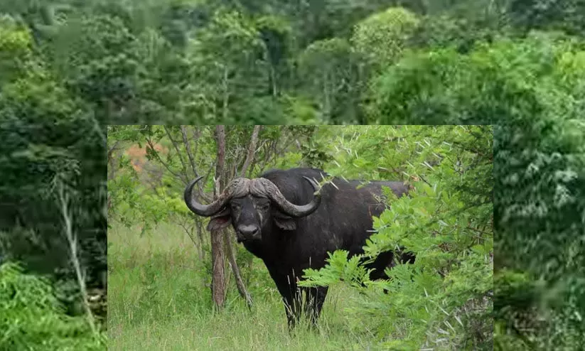 ഇടുക്കി സ്പ്രിങ്‍വാലിയിൽ‌ കാട്ടുപോത്ത് ആക്രമണത്തിൽ ഒരാൾക്ക് പരിക്ക്
