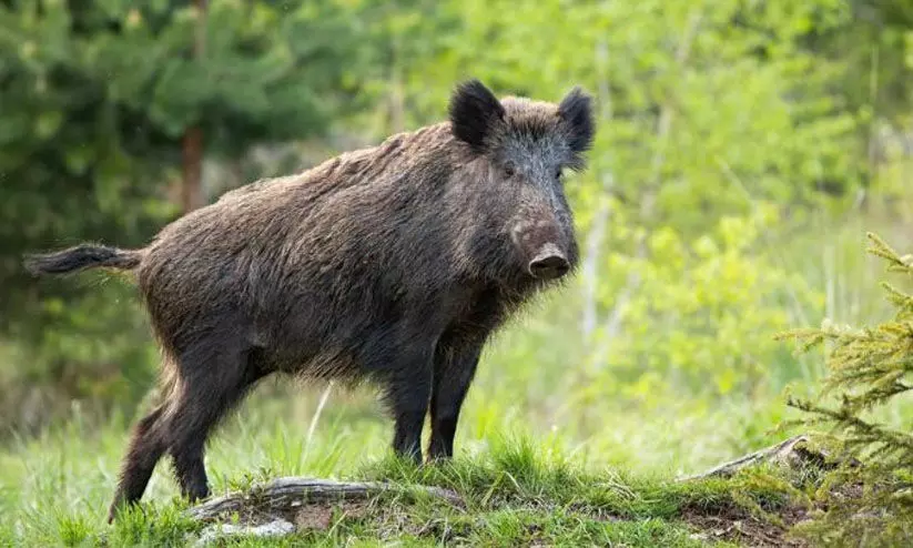 പാലക്കാട്ട് സ്ത്രീയുടെ കാൽ കാട്ടുപന്നി കടിച്ചു മുറിച്ചു