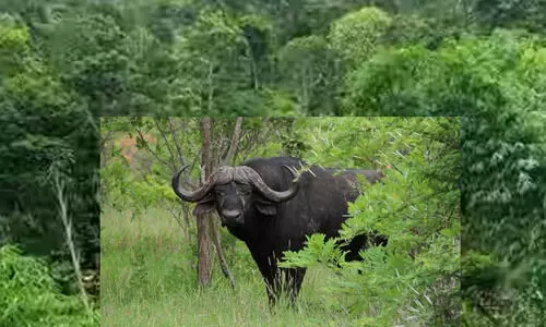 ഇടുക്കി സ്പ്രിങ്‍വാലിയിൽ‌ കാട്ടുപോത്ത് ആക്രമണത്തിൽ ഒരാൾക്ക് പരിക്ക്