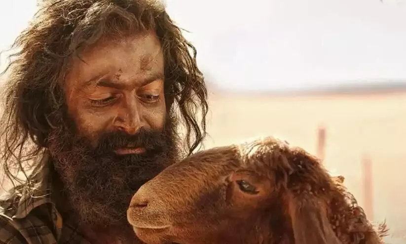 Aadujeevitham The Goat Life box office collection day 2: Prithviraj’s survival drama dominates in Malayalam