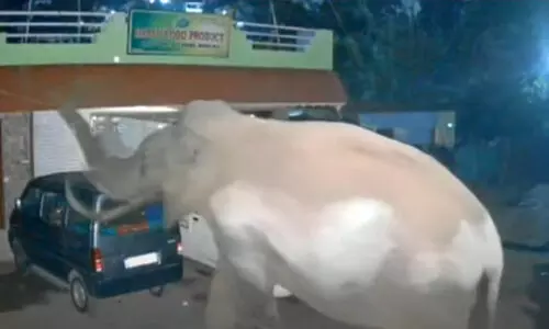 wild elephant attack