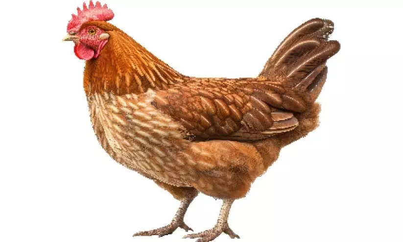 chicken