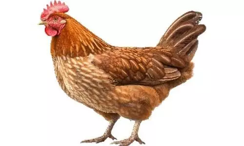 chicken