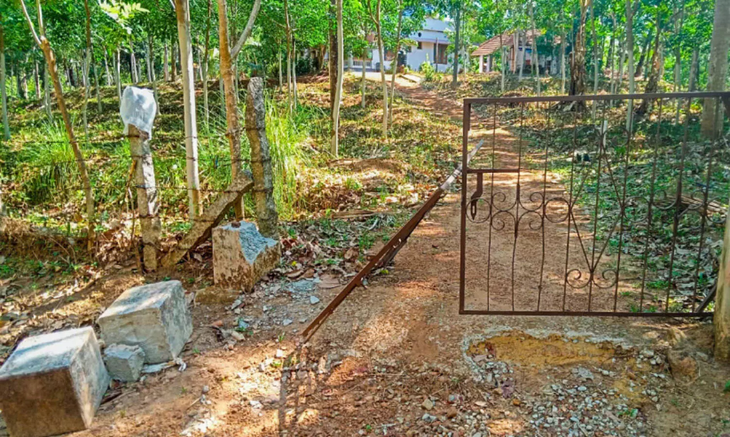 കൂട്ടംതെറ്റിയെത്തിയ കാട്ടുപന്നി പട്ടാപ്പകല്‍ വീടിന്‍റെ ഗേറ്റ് തകര്‍ത്തു