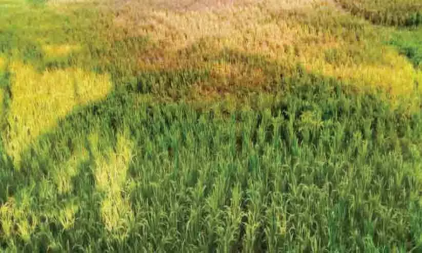 agriculture agriculture