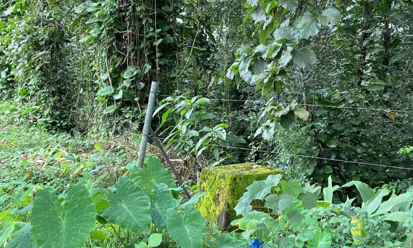 wild elephant menace