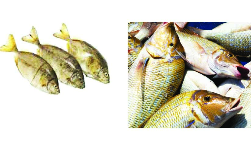 ഭക്ഷ്യസുരക്ഷ: മത്സ്യ കയറ്റുമതി നിരോധിച്ച് ബഹ്റൈൻ ഭക്ഷ്യസുരക്ഷ: മത്സ്യ കയറ്റുമതി നിരോധിച്ച് ബഹ്റൈൻ