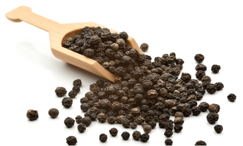 ആവേശമായി കുരുമുളകിന്റെ തിരിച്ചുവരവ്