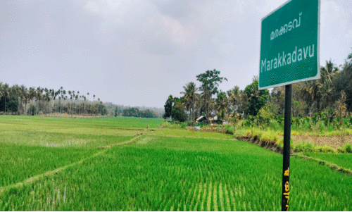 കൊ​ടി​യ വേ​ന​ലി​ലും നെ​ൽ​കൃ​ഷി​യു​മാ​യി ഗൗ​ഡ സ​മു​ദാ​യം