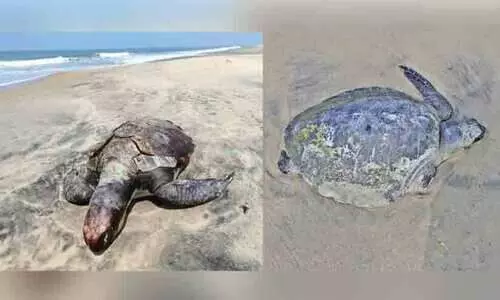 kambinikadav kambinikadav