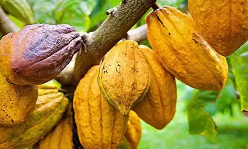 വില സർവകാല റെക്കോഡിൽ: കൊക്കോ കർഷകർക്ക് സുവർണകാലം