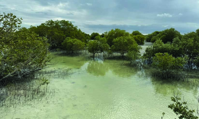 കോ​പ്​ ഉ​ച്ച​കോ​ടി: ഓ​രോ സ​ന്ദ​ർ​ശ​ക​നു​മാ​യി   10 ക​ണ്ട​ൽ​ച്ചെ​ടി​ക​ൾ ന​ട്ടു