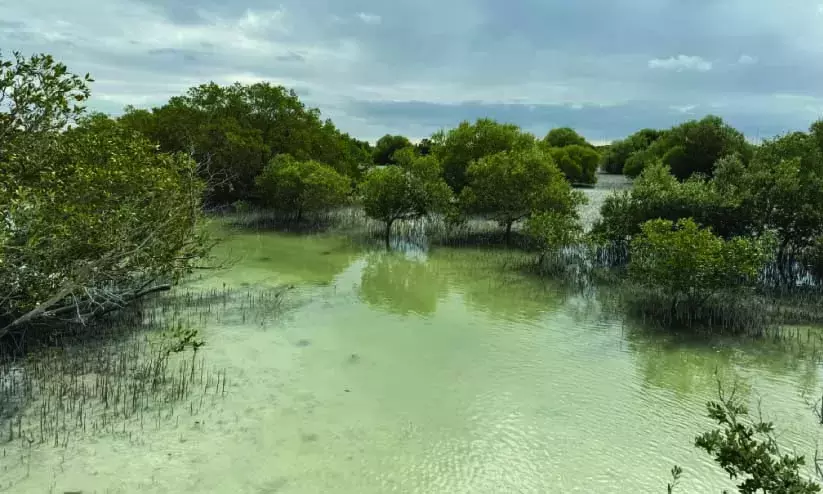 കോ​പ്​ ഉ​ച്ച​കോ​ടി: ഓ​രോ സ​ന്ദ​ർ​ശ​ക​നു​മാ​യി   10 ക​ണ്ട​ൽ​ച്ചെ​ടി​ക​ൾ ന​ട്ടു