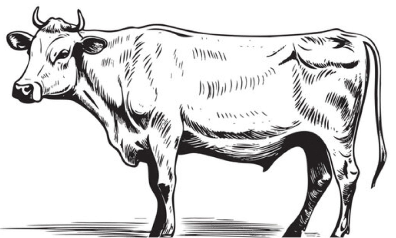 cow